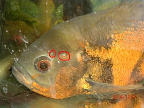 魚缸過濾器的濾材擺放順序:魚缸濾材的擺放順序 魚缸百科 第2張 魚缸過濾器的濾材擺放順序:魚缸濾材的擺放順序 魚缸過濾器的濾材擺放順序:魚缸濾材的擺放順序 魚缸百科 第2張