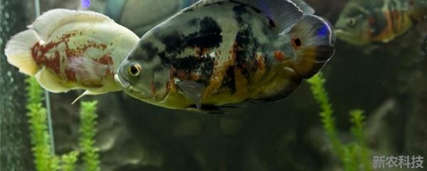 龍魚虎魚大小比例圖片（龍魚跟虎魚養的寓意）