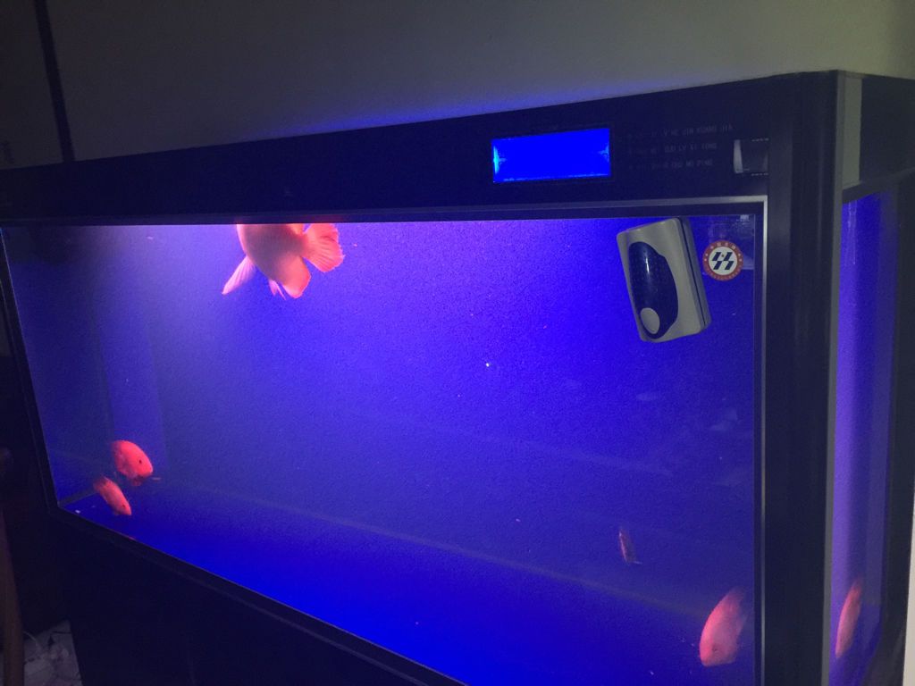 龍魚不吃食不愛動怎么弄：如何判斷龍魚是否患病，龍魚換季飲食調(diào)整技巧