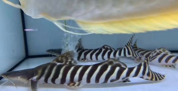 虎魚總是頭朝上游視怎么回事