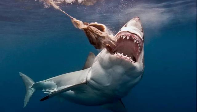 銀龍魚和汗鯊混養好嗎(銀龍和汗鯊可以混養嗎)