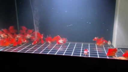 大魚缸怎么消毒方便又快：大型魚缸消毒方法給魚缸消毒對魚兒健康有很多好處
