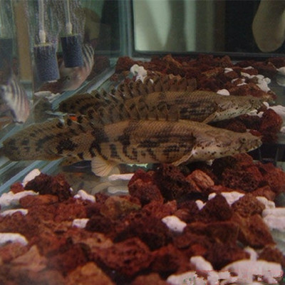 虎魚苗多大能看出紋路（虎魚多大紋路就定型了）