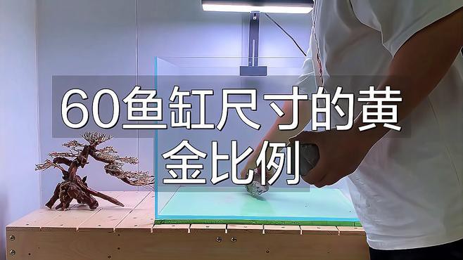 1.5米魚缸什么尺寸好看，《1.5米魚缸什么尺寸好看》1.5米原生溪流缸揭秘