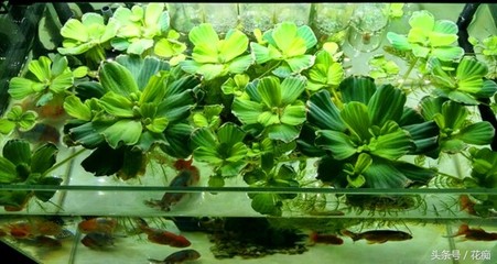 底濾魚缸過濾系統的使用技巧,底濾魚缸的使用技巧：底濾魚缸使用技巧