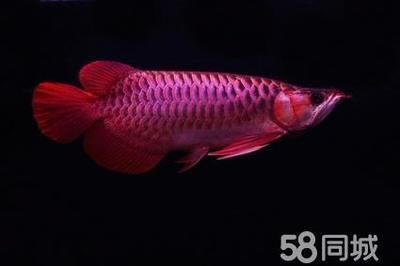 龍魚虎魚混養(yǎng)視頻播放大全集（龍魚與虎魚混養(yǎng)追打掉鱗片）