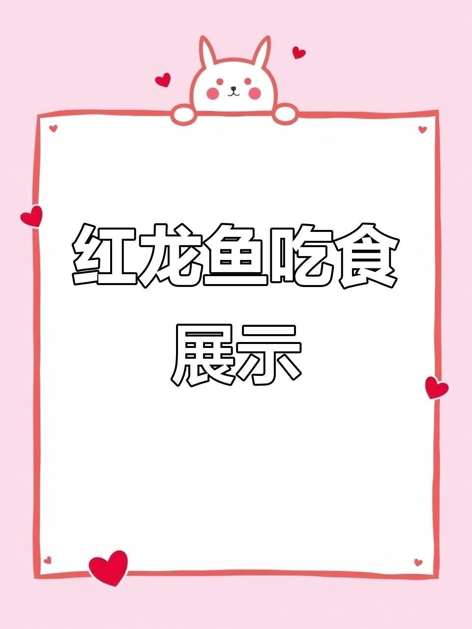 普通精品賽級紅龍魚，普通精品賽級紅龍魚吃食狀態大揭秘優雅飄逸的王者風范