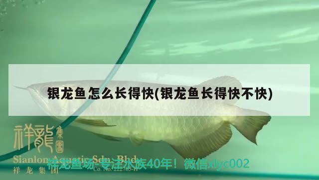 銀龍魚怎么長(zhǎng)得快(銀龍魚長(zhǎng)得快不快)
