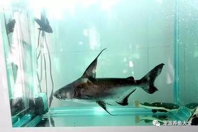 銀龍魚(yú)和雀鱔混養(yǎng)嗎圖片(銀龍和雀鱔可以混養(yǎng)嗎?)