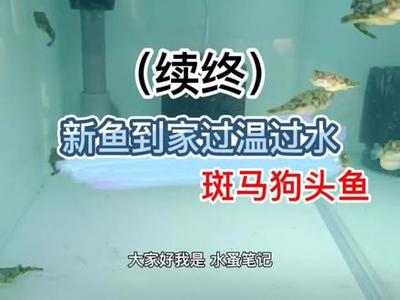三十公分的銀龍魚多少錢(銀龍魚四十公分多少錢) 銀龍魚百科 第2張 三十公分的銀龍魚多少錢(銀龍魚四十公分多少錢) 三十公分的銀龍魚多少錢(銀龍魚四十公分多少錢) 銀龍魚百科 第2張