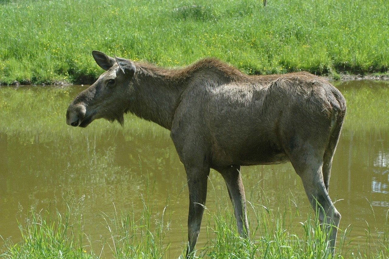 龍魚和虎魚打架嗎圖片(龍魚和虎魚打架嗎圖片) 虎魚百科 第2張 龍魚和虎魚打架嗎圖片(龍魚和虎魚打架嗎圖片) 龍魚和虎魚打架嗎圖片(龍魚和虎魚打架嗎圖片) 虎魚百科 第2張