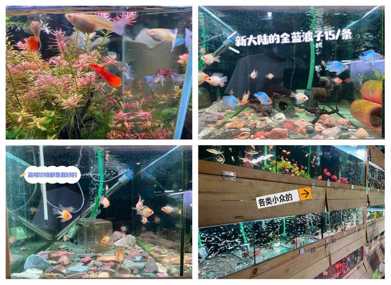 深圳最大水族批發(fā)市場，深圳最后一筐皮皮蝦水族集散中心之一 深圳最大水族批發(fā)市場，深圳最后一筐皮皮蝦水族集散中心之一\