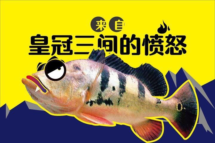 皇冠三間魚一只價格，國內十大適合家養的大型觀賞魚,最后一個基本是魚缸常客,愛養魚的小光 皇冠三間魚一只價格，國內十大適合家養的大型觀賞魚,最后一個基本是魚缸?？?愛養魚的小光 龍魚論壇 第21張