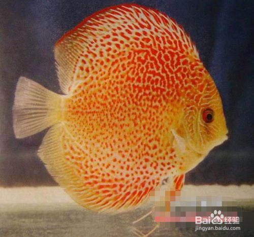 七條魚最忌三個東西，《七條魚最忌三個東西》