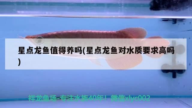 星點龍魚水族箱布置要點：星點龍魚水族箱布置
