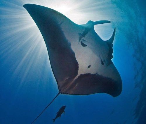 魔鬼魚臉圖片，攝影師拍到罕見“魔鬼魚”,科普揭秘其真實面貌