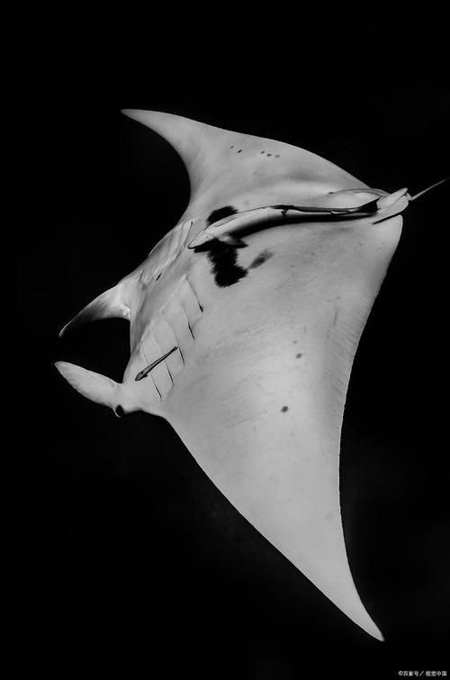 魔鬼魚臉圖片，攝影師拍到罕見“魔鬼魚”,科普揭秘其真實面貌