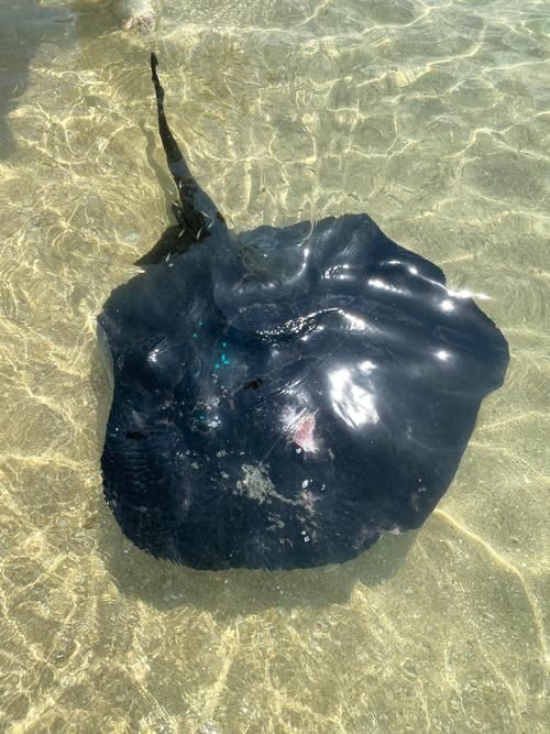 魔鬼魚臉圖片，攝影師拍到罕見“魔鬼魚”,科普揭秘其真實面貌