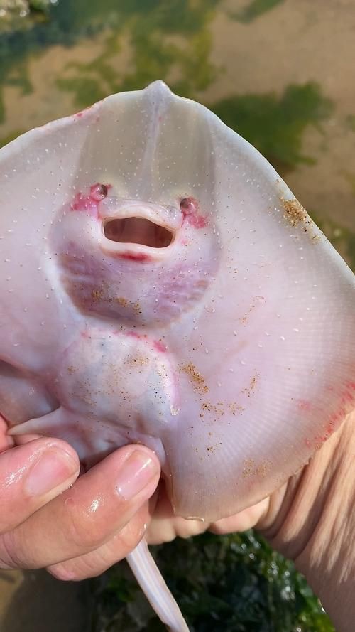 魔鬼魚臉圖片，攝影師拍到罕見“魔鬼魚”,科普揭秘其真實面貌