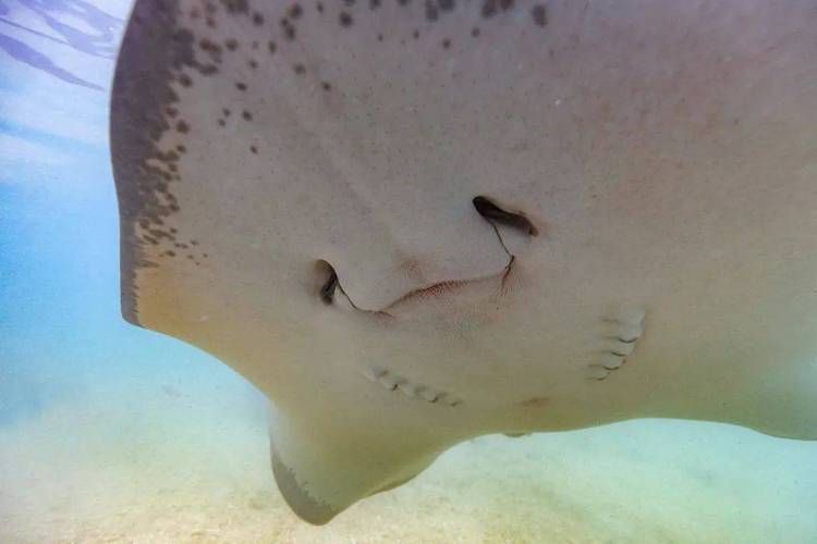 魔鬼魚臉圖片，攝影師拍到罕見“魔鬼魚”,科普揭秘其真實面貌