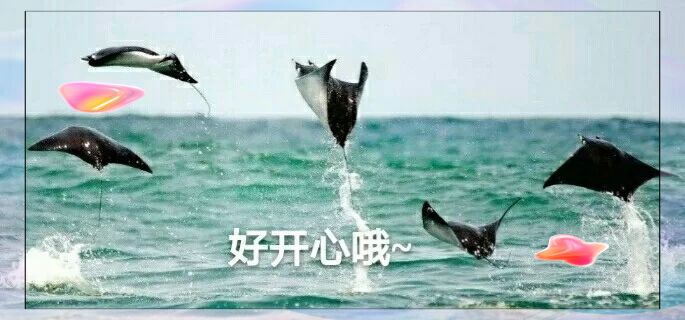魔鬼魚臉圖片，攝影師拍到罕見“魔鬼魚”,科普揭秘其真實面貌