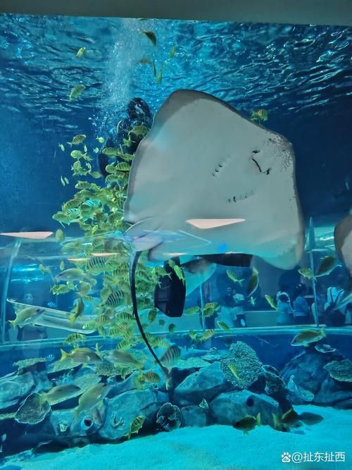 魔鬼魚臉圖片，攝影師拍到罕見“魔鬼魚”,科普揭秘其真實面貌