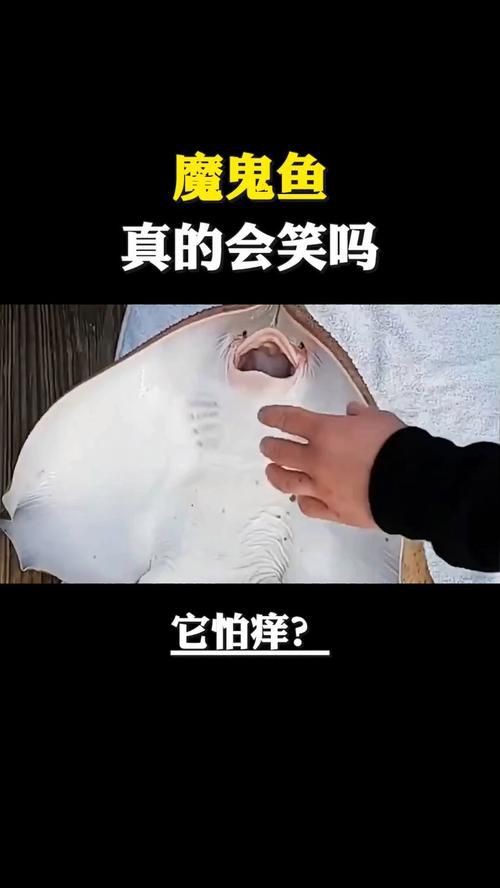 魔鬼魚臉圖片，攝影師拍到罕見“魔鬼魚”,科普揭秘其真實面貌