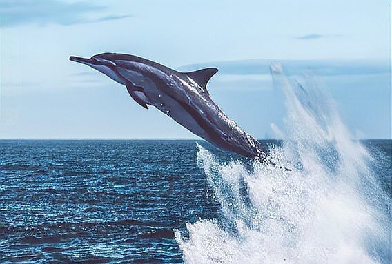 短身汗鯊最害怕三個東西，短身汗鯊的三大天敵