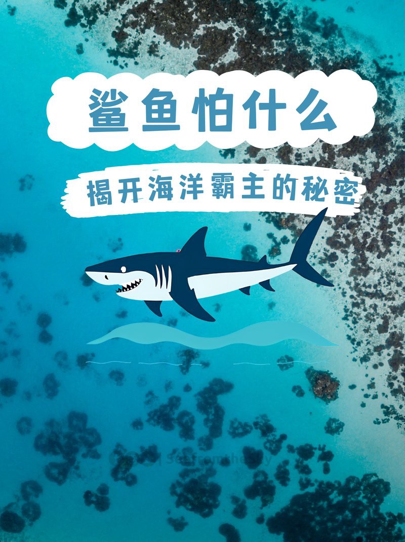 短身汗鯊最害怕三個東西，短身汗鯊的三大天敵