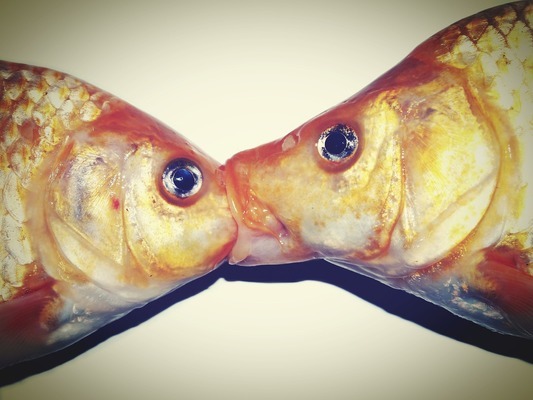 家里養(yǎng)魚如何選擇魚缸，選擇魚缸需要注意什么：家里養(yǎng)魚如何選擇魚缸