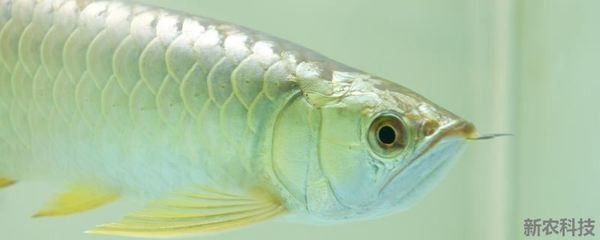 龍魚可以吃什么肉類食物
