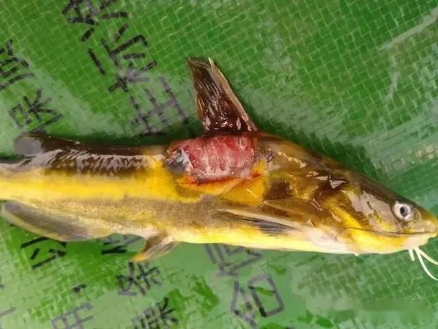魚爛身是什么原因，魚出現“爛身”現象的原因復雜多樣，養殖戶若發現病魚應及時隔離