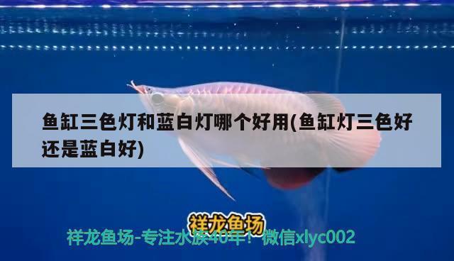 白銀龍魚圖片欣賞大全集（白銀龍魚圖片欣賞大全集高清）