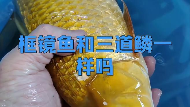 框鏡和三道鱗是一種魚嗎，框鏡魚和三道鱗一樣嗎