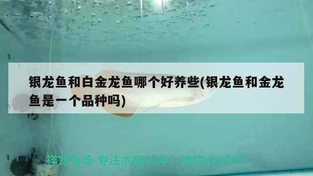銀龍魚和白金龍魚哪個好養些(銀龍魚和金龍魚是一個品種嗎)