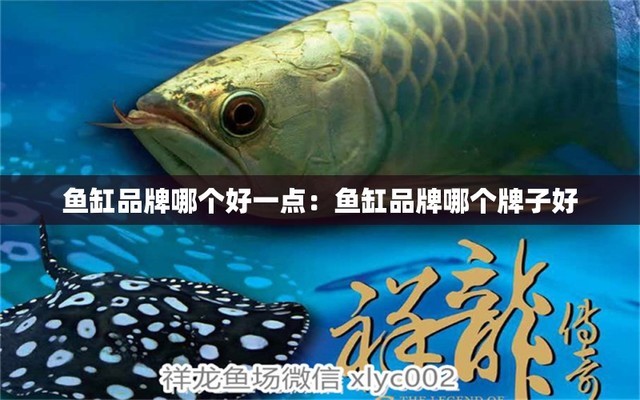 銀龍魚的樣子是什么樣的（銀龍魚的樣子是什么樣的圖片）