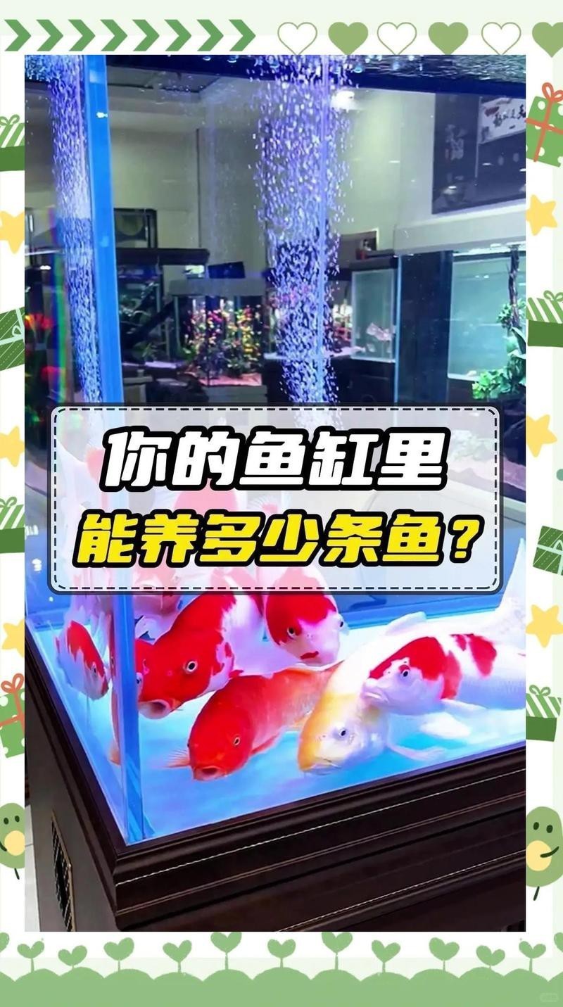 40x23x25魚缸養幾條魚，40x23x25魚缸養幾條魚缸養魚數量指南