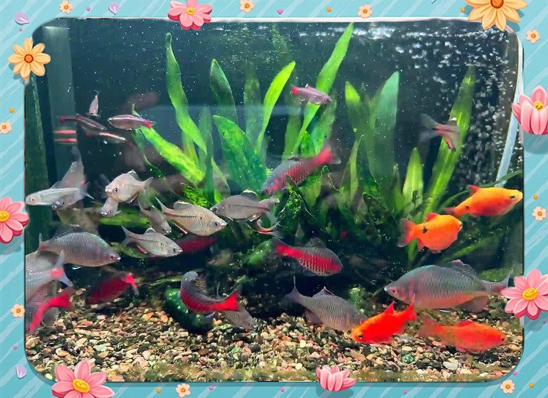 40x23x25魚缸養幾條魚，40x23x25魚缸養幾條魚缸養魚數量指南