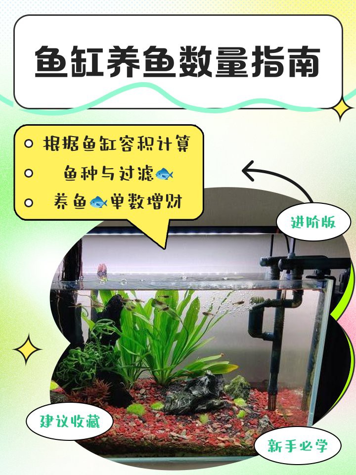40x23x25魚缸養幾條魚，40x23x25魚缸養幾條魚缸養魚數量指南