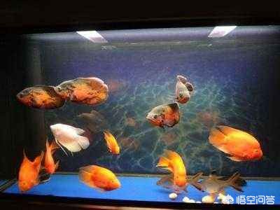 魚缸用增氧泵價格是多少:魚缸增氧機-xtrac增氧機-xtrac增氧機 宿遷經濟技術開發區炫彩水族店(宿遷水族館在哪里) 全國水族館企業名錄 宿遷經濟技術開發區炫彩水族店(宿遷水族館在哪里) 宿遷經濟技術開發區炫彩水族店(宿遷水族館在哪里) 全國水族館企業名錄