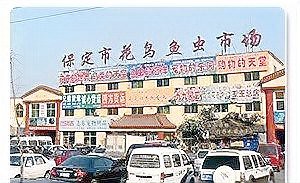 全國最大觀賞魚批發(fā)市場，中國觀賞魚市場 全國最大觀賞魚批發(fā)市場，中國觀賞魚市場 龍魚論壇 第6張