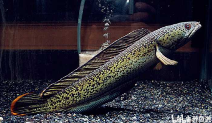 銀龍魚可以跟什么魚混養在一起（銀龍魚可以跟什么魚混養在一起呢）