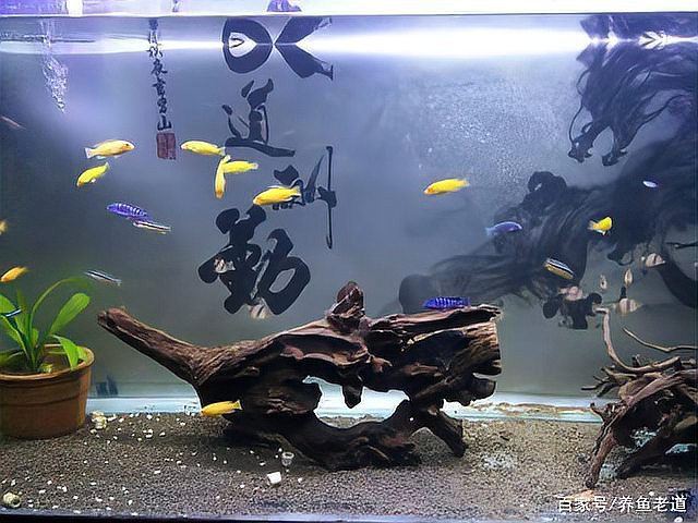 什么魚不能放沉木，沉木的魚不能不當使用