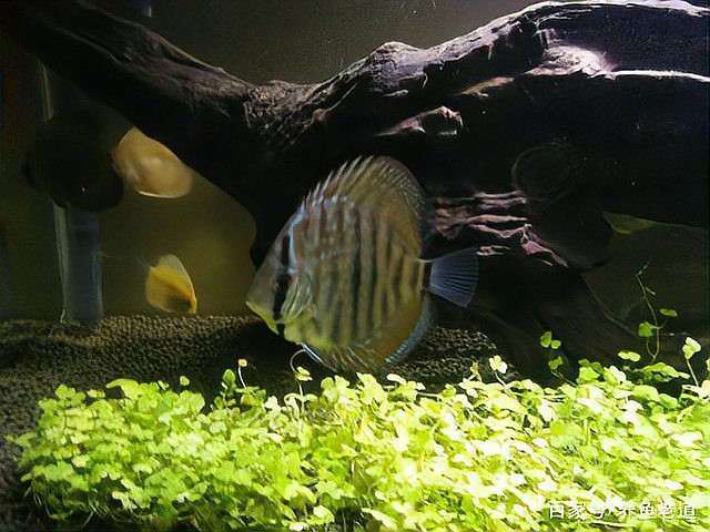 什么魚不能放沉木，沉木的魚不能不當使用