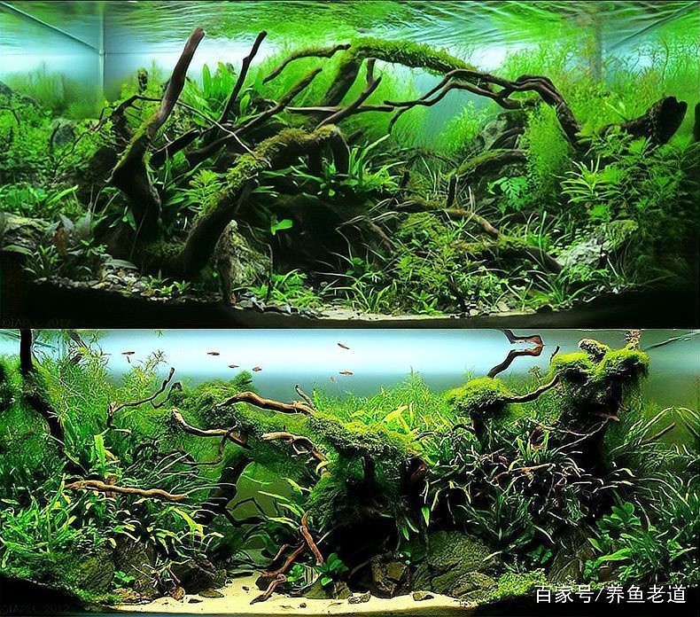 什么魚不能放沉木，沉木的魚不能不當使用