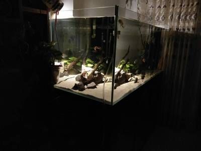 蘇虎苗水草適宜光照時間，蘇虎苗水草的適宜光照時間是多久