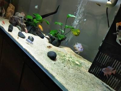 蘇虎苗水草適宜光照時間，蘇虎苗水草的適宜光照時間是多久