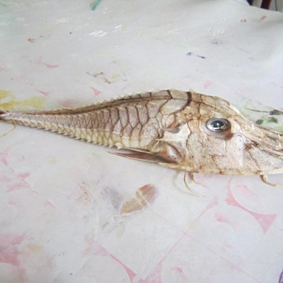 世界上有身披鎧甲的怪魚嗎，世界上有鎧甲的人類嗎？