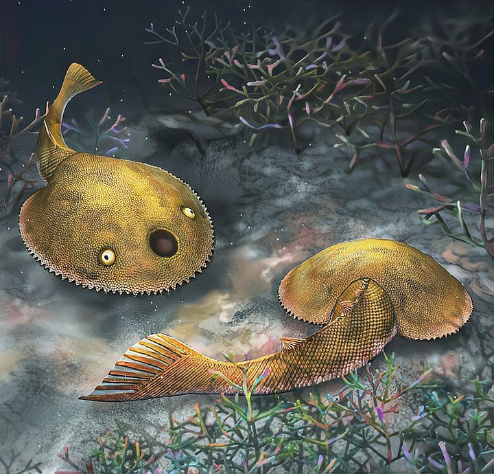世界上有身披鎧甲的怪魚嗎，世界上有鎧甲的人類嗎？
