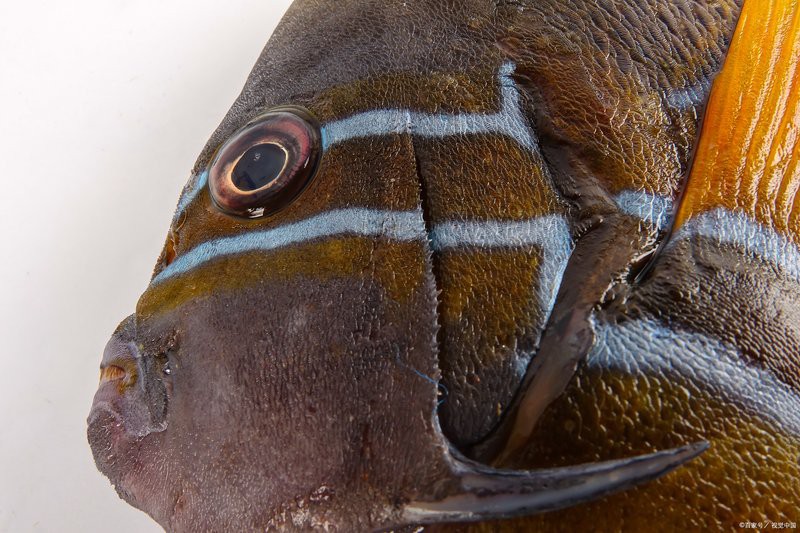 世界上有身披鎧甲的怪魚嗎，世界上有鎧甲的人類嗎？